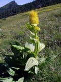 Gentiana lutea